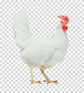 Chicken bird for farming animal poultry transparent PNG image