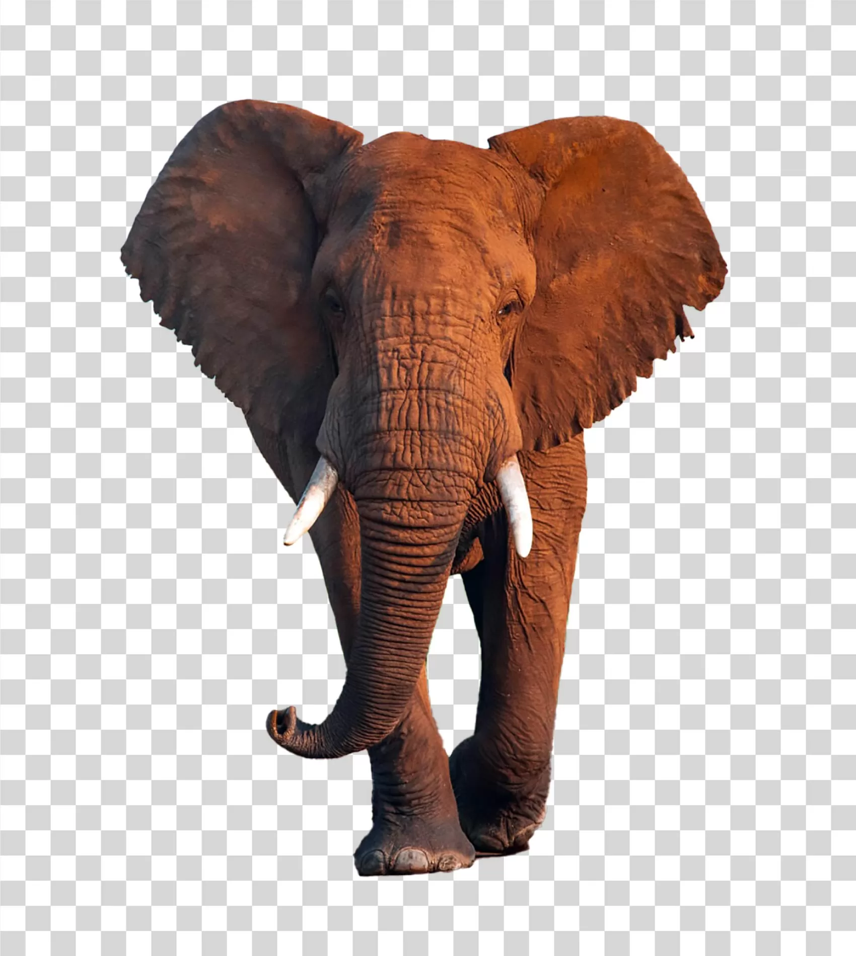 Elephant animal wildlife mammal African elephant transparent PNG image