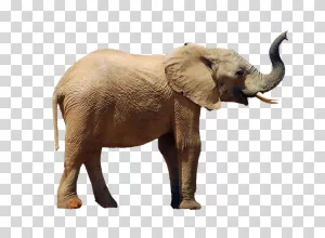 Elephant animal wildlife transparent PNG image