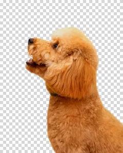 Fluffy Dog adorable canine companion transparent PNG image