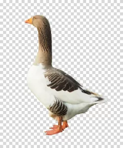 Goose Duck wildlife birds waterfowl transparent PNG image