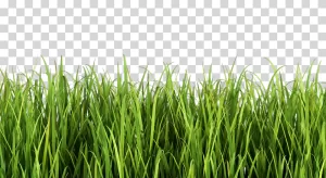 Grass nature landscaping greenery transparent PNG image