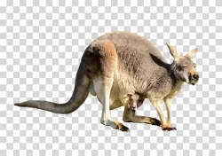 Kangaroo Australian marsupial wildlife transparent PNG image