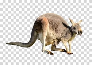 Kangaroo Australian marsupial wildlife transparent PNG image