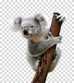 Koala Australian marsupial animal transparent PNG image