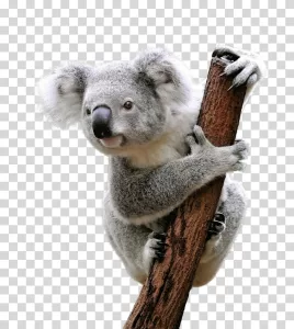Koala Australian marsupial animal transparent PNG image