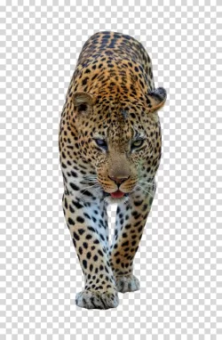Leopard big cat feline transparent PNG image