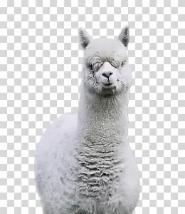 Llama or Alpaca camelid species transparent PNG image