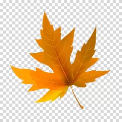 Maple leaf autumn Canada leaves transparent PNG image
