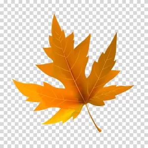 Maple leaf, autumn, Canada, leaves, foliage, transparent PNG image Maple leaf autumn Canada leaves transparent PNG image