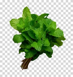Mint peppermint herb aroma transparent PNG image