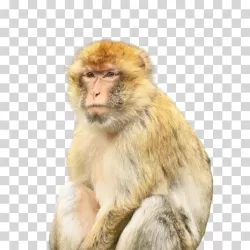 Monkey macaque ape animal transparent PNG image