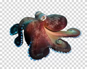 Octopus marine life sea creature cephalopod transparent PNG image