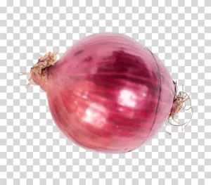 Onion vegetable cooking ingredient transparent PNG image