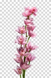 Orchid flower, floral, botanical, bloom, flowers, transparent PNG image Orchid flower floral botanical bloom flowers transparent PNG image