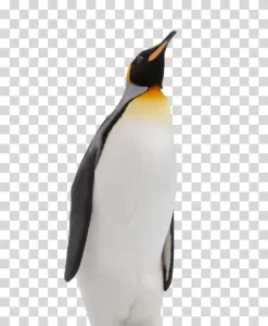 Penguin animal bird flightless transparent PNG image