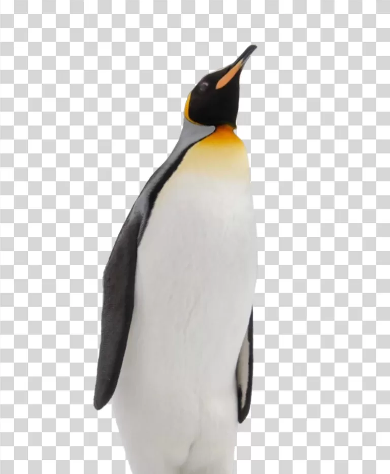 Penguin animal bird flightless transparent PNG image