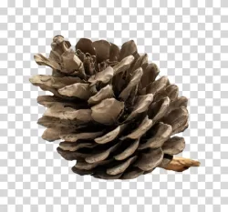 Pinecone nuts transparent PNG image