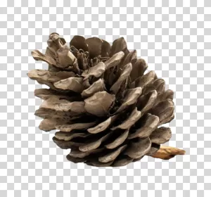 Pinecone nuts transparent PNG image
