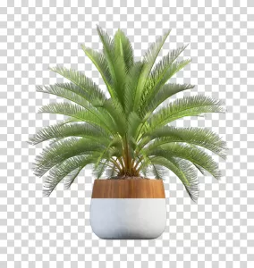 Plant in pot, interior decor, houseplant transparent PNG image Plant in pot interior decor houseplant transparent PNG image