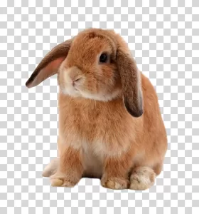 Rabbit fluffy animal pet transparent PNG image
