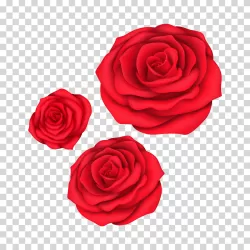 Red Flower symbol of love and passion for Valentine's Day transparent PNG image