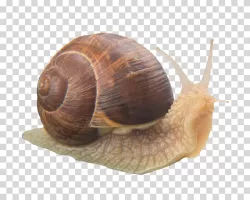 Snail gastropod with shell transparent PNG image
