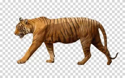 Tiger big cat animal wildlife transparent PNG image