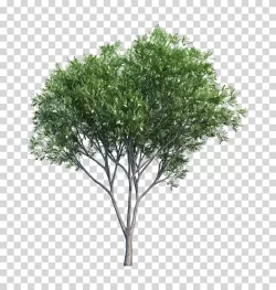 Tree nature forest landscape greenery transparent PNG image