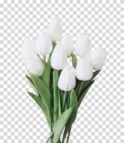 Tulips flowers floral botanical Transparent PNG Image