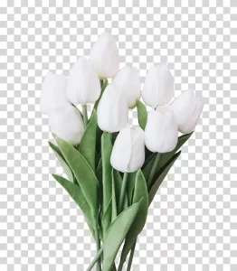 Tulips flowers floral botanical Transparent PNG Image