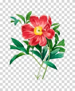 Wildflower bloom flower floral botanical transparent PNG image