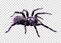 Xenesthis immanis spider species transparent PNG image