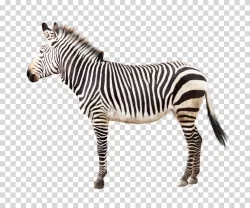 Zebra African wildlife animal transparent PNG image