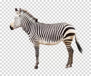 Zebra African wildlife animal transparent PNG image