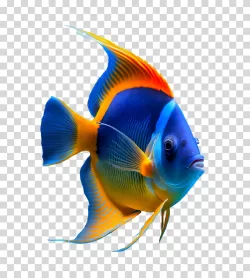 Fish marine life aquatic transparent PNG image