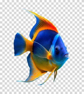 Fish marine life aquatic transparent PNG image