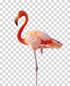 Flamingo pink bird animal transparent PNG image