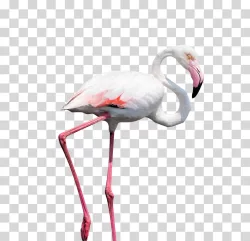 Flamingo pink bird coastal bird transparent image