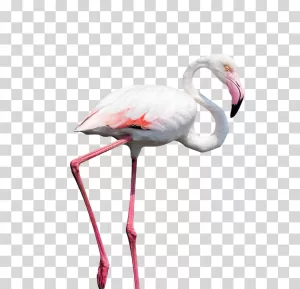 Flamingo pink bird coastal bird transparent image