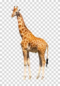Giraffe animal mammal transparent PNG image