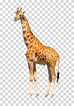Giraffe animal mammal transparent PNG image