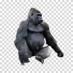 Gorilla animal ape transparent PNG image