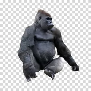 Gorilla animal ape transparent PNG image