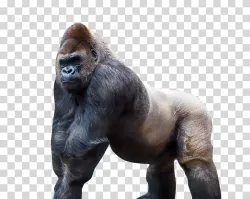 Gorilla animal wildlife zoo primate transparent PNG image