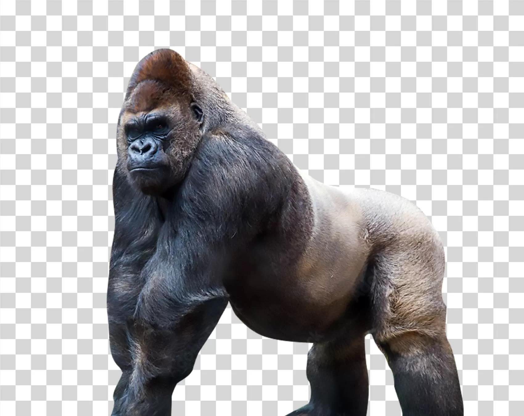 Gorilla animal wildlife zoo primate transparent PNG image