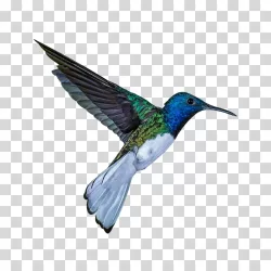 Hummingbird bird avian transparent PNG image