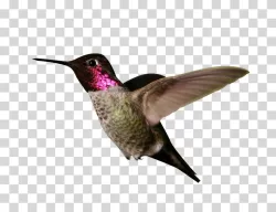 Hummingbird bird transparent PNG image