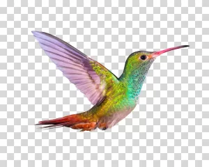 Hummingbird colorful bird avian transparent PNG image
