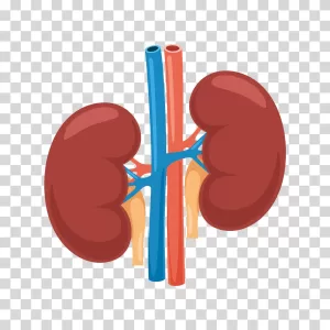 Kidney medical illustration anatomy transparent image